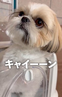 悲鳴を聞く犬
