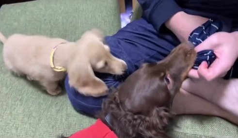 人の膝下に2匹の小型犬