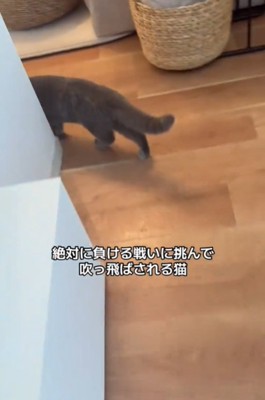 角を曲がる猫