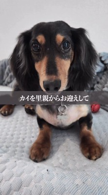 飼い主を見つめる犬