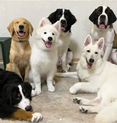 正面を見ている6頭の大型犬