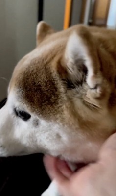 ちゃんとお兄ちゃんしてくれてます