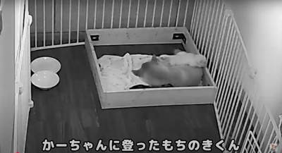 母犬によじ登る赤ちゃん犬