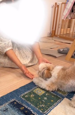 ママを見るkokoちゃん