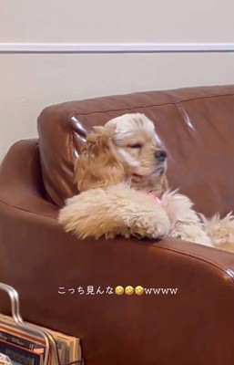 向きなおるハムちゃん
