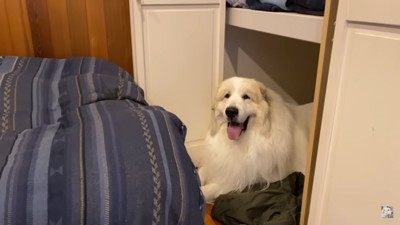 舌を出すアランくん