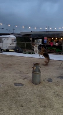 走りながらお互いに顔を見合わせる2頭の犬