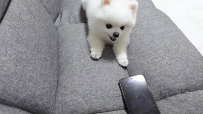 スマホに吠える犬