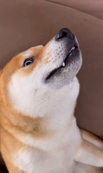 死んだふりをしている犬