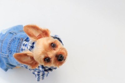 青い服、ヨーキー