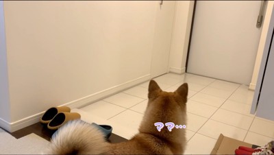 玄関のドアを見つめる犬