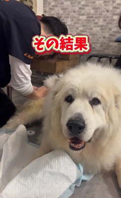 カメラ目線のワンコ