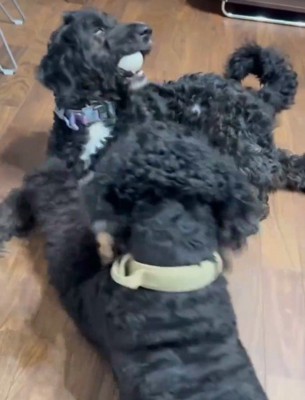 明るく元気なわんこに成長