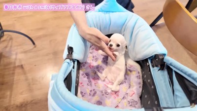 お話し中も甘え続けるルミちゃん
