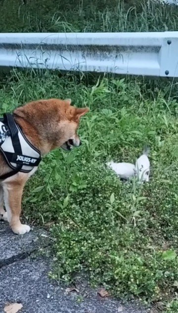 お腹が減っているのかも…