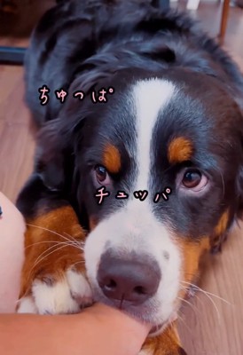 親指をしゃぶるマロンちゃん