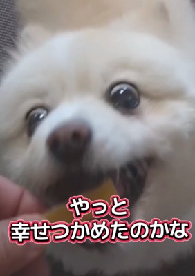 おやつに食いつく犬