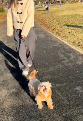 お散歩中のチャックくん4