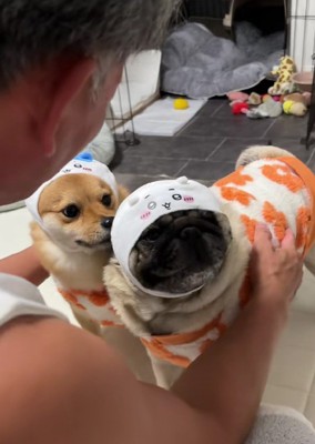 わんこたちに注意喚起