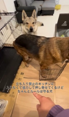 キッチンに入りたいダズくん&ベネッタちゃん6