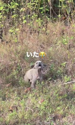 ひとりぼっちでいるところを発見