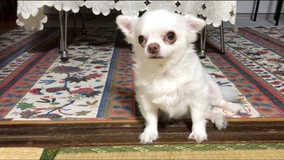 上目使いで男性を見上げる犬