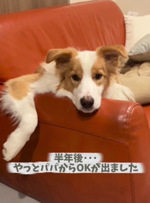 やっとパパからOKが出ました