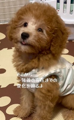 お座りするだんぼくん