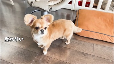 赤ちゃんから離れないハナちゃん3