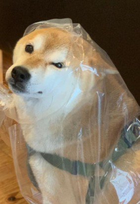 顔だけひょっこり♪