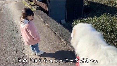 女の子の後をついて散歩をする犬