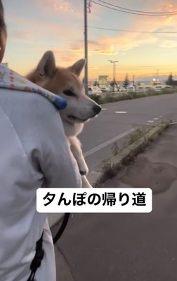 夕焼けの道で抱っこされる犬