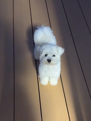 真っ白なぽんずくん1