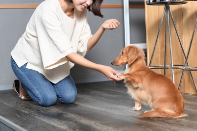 ミニチュアダックスフンドをしつけする女性