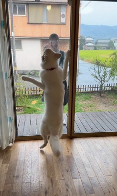 お姉ちゃんを引き止めたいまる君7