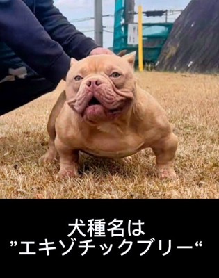 筋肉質な見た目が特徴