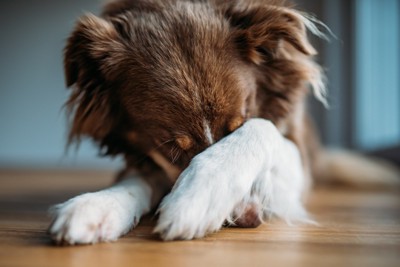 前足で顔を隠す犬