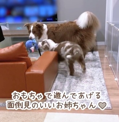 ぬいぐるみをくわえて子犬を先導する犬