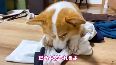 伸びる服を下を向いておさえる犬