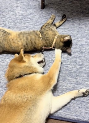「構ってアピール」炸裂！
