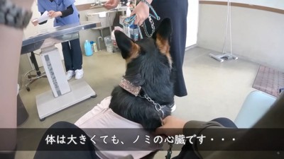 体は大きいのにノミの心臓