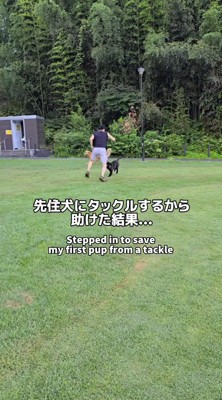 黒い犬と追いかけっこをする男性
