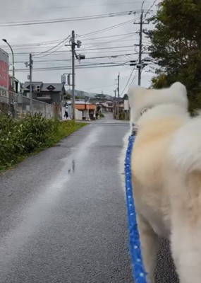 娘さんを見つけたこうたろう君