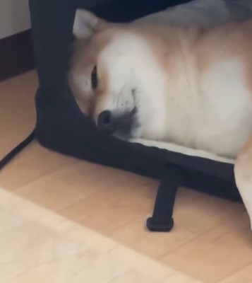 ケージの中で寝る柴犬