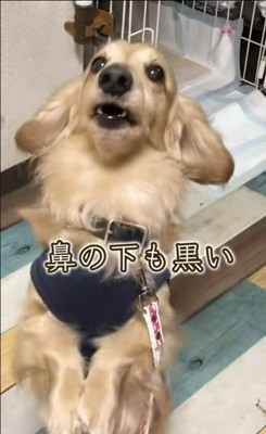 さらお君を病院に連れて行ったら3