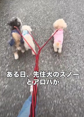 自然と生まれたフォーメーション