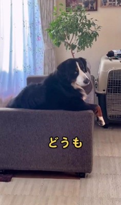 ペコリとお辞儀