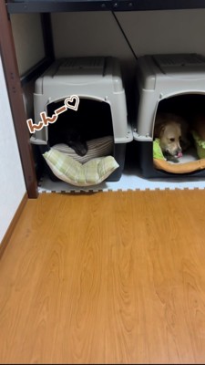 ハウスの中で「んんー」とうなる黒ラブ