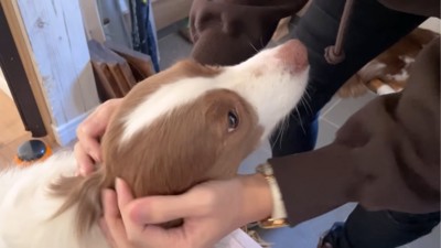 撫でられる犬2