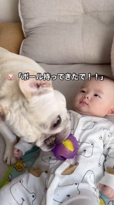 ボールを赤ちゃんのお腹に乗せる犬